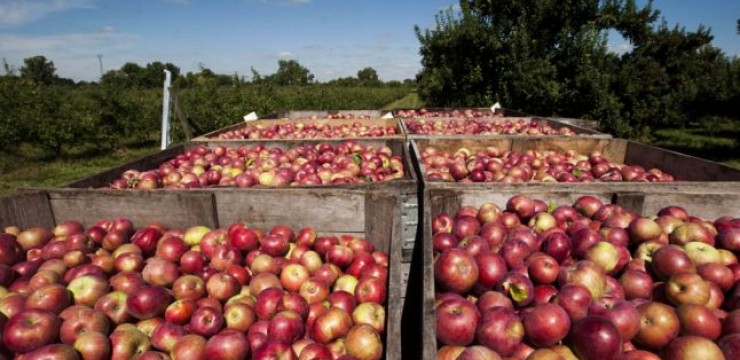 600 de kilograme de fructe și legume, confiscate de polițiști