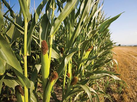 Agricultura pe înțelesul tuturor – Alegerea corectă a hibrizilor de porumb