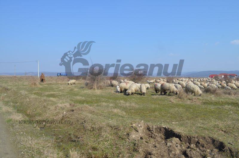 CL Târgu-Jiu menţine valorile taxelor de păşunat