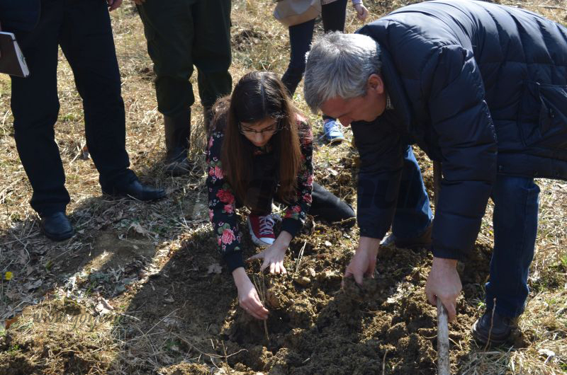 O pădure de ceri și frasini a luat naștere la Bârsești, în Luna Plantării Arborilor