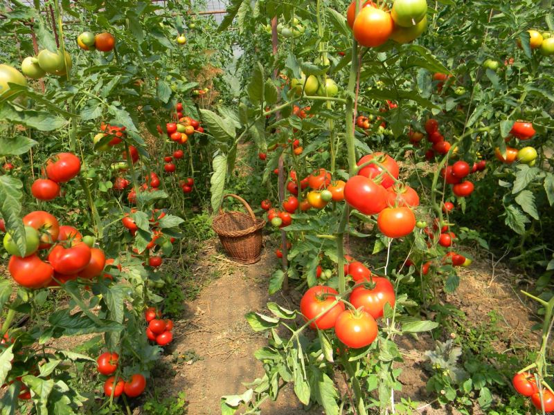 Fir întins spre subvenţia guvernamentală! 33 de solicitări pentru subvenţia la tomate, la DAJ Gorj