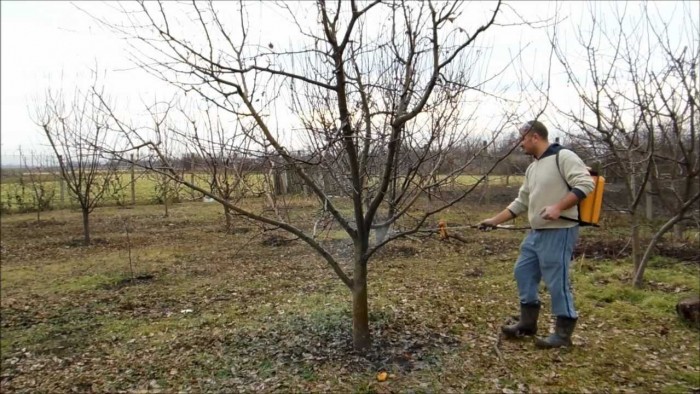 Agricultura pe înțelesul tuturor – Tratamentele de iarnă, mai economice și mai valoroase decât toate celelalte