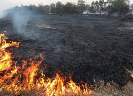 Cercetat după ce i-a ars via vecinei