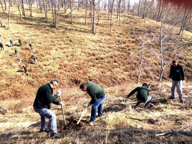 Voluntarii CEZ au plantat 600 de salcâmi în Târgu-Jiu