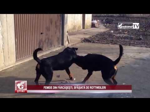 FEMEIE DIN FĂRCĂȘEȘTI, SFÂȘIATĂ DE ROTTWEILERI