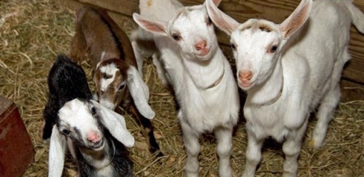 Furt de iezi la Bâlteni