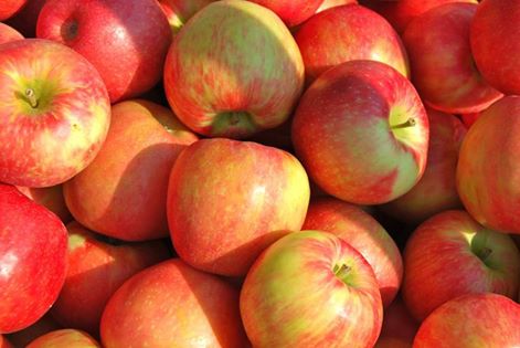 Mere Idared şi Golden, pentru elevii gorjeni