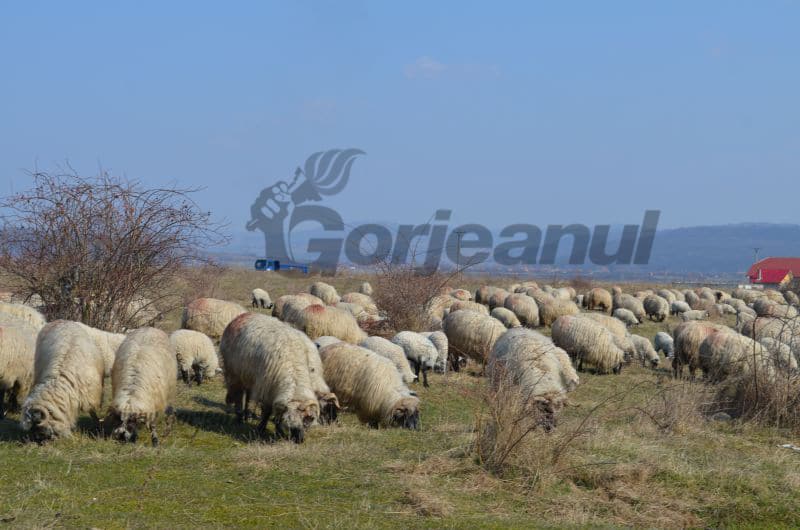 Devine funcţională aplicaţia destinată fermierilor care deţin animale