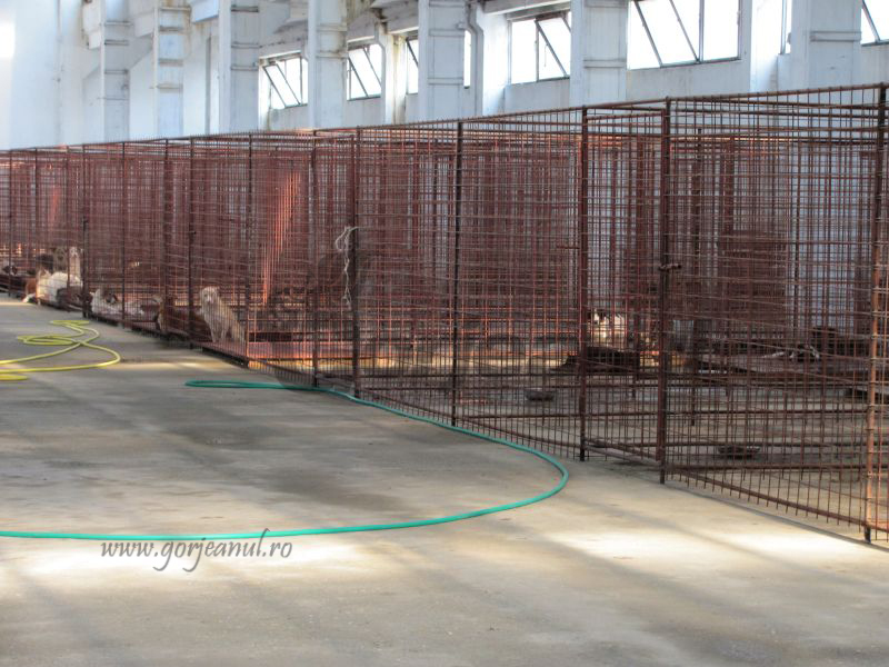 Începe extinderea padocului din Târgu-Jiu!