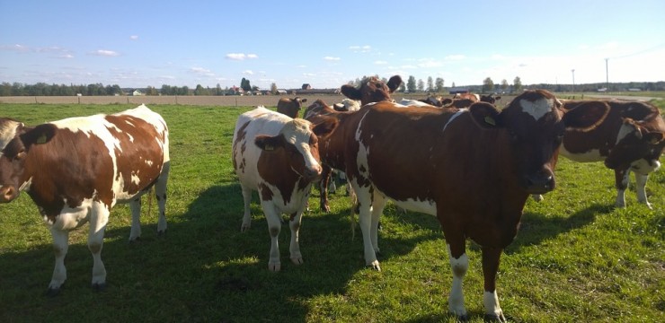 Înșelăciune cu pășune, la Dragotești