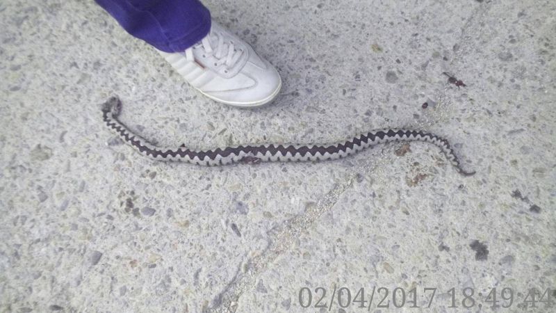 Viperele s-au înmulțit în zona Peștișani! O persoană a fost mușcată