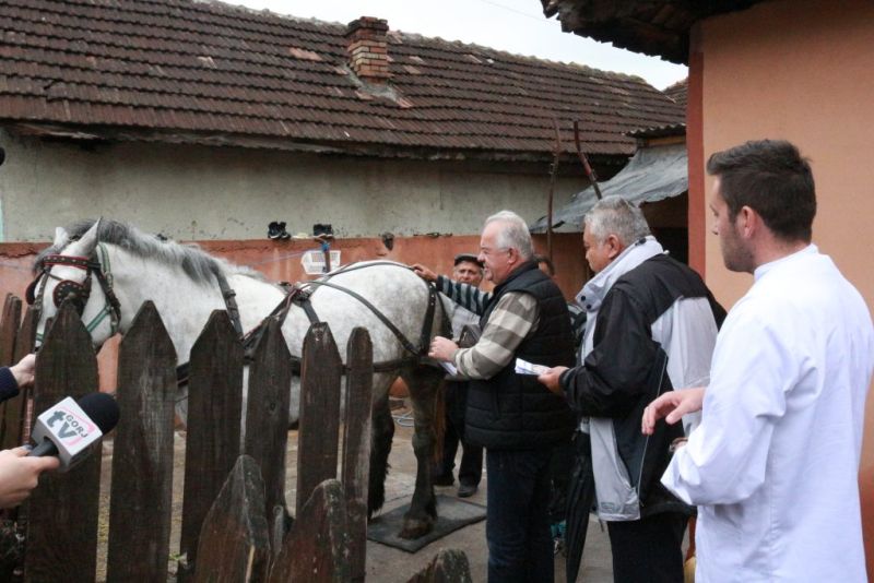 Avertisment pentru proprietarii de cai: ”Amendă de la 100 la 500 de lei pentru lăsarea animalelor în libertate”