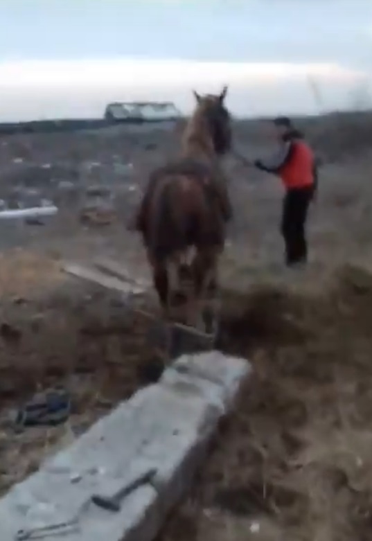 Cal lovit cu toporul ca să tragă o povară