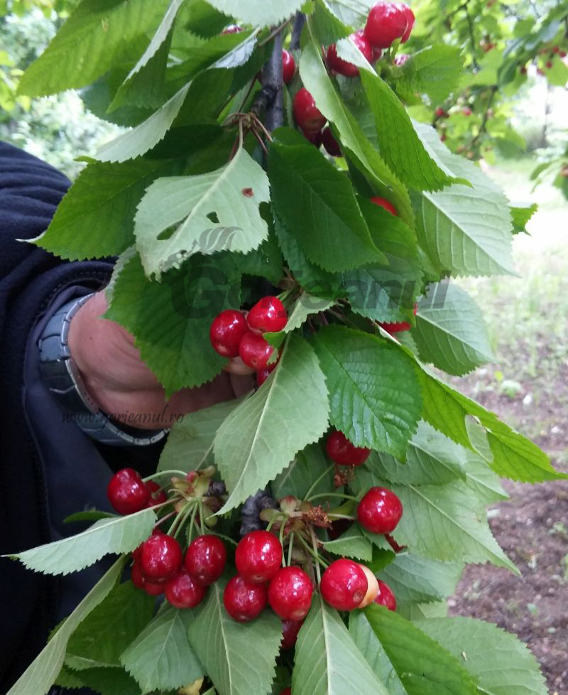 S-au copt cireșele de mai!