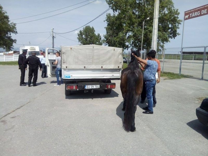 Cal îndepărtat de pe carosabil de către polițiștii locali