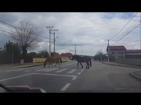 CAI FILMAȚI PE TRECEREA DE PIETONI
