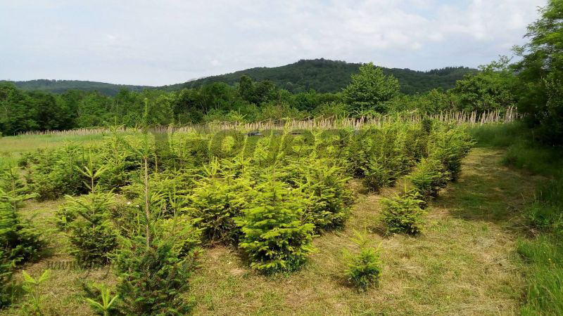 19181864_1132756003495836_718197668_o