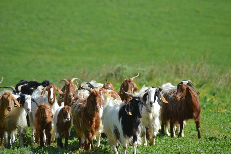 Trei tineri din Ionești, reținuți după ce au furat o capră