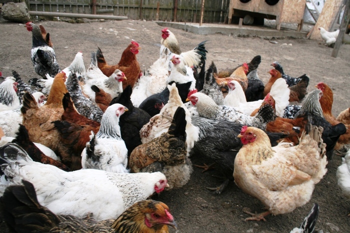 ANSVSA suspendă comerţul ambulant cu păsări