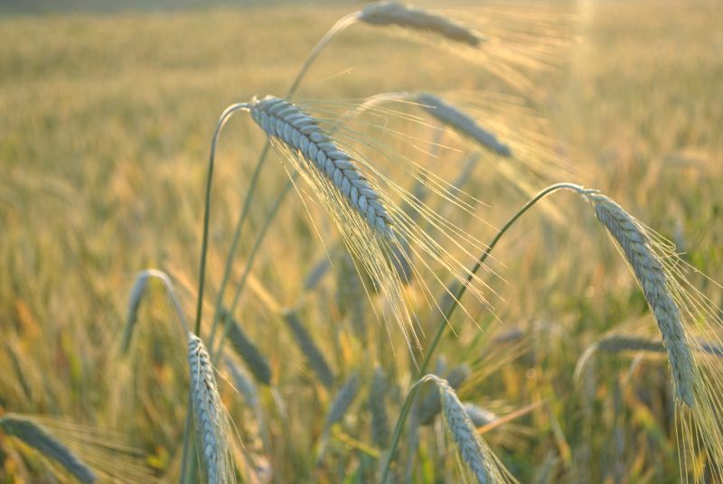 Agricultura pe înțelesul tuturor / Vine vara secetoasă. Cum să ne protejăm culturile de câmp