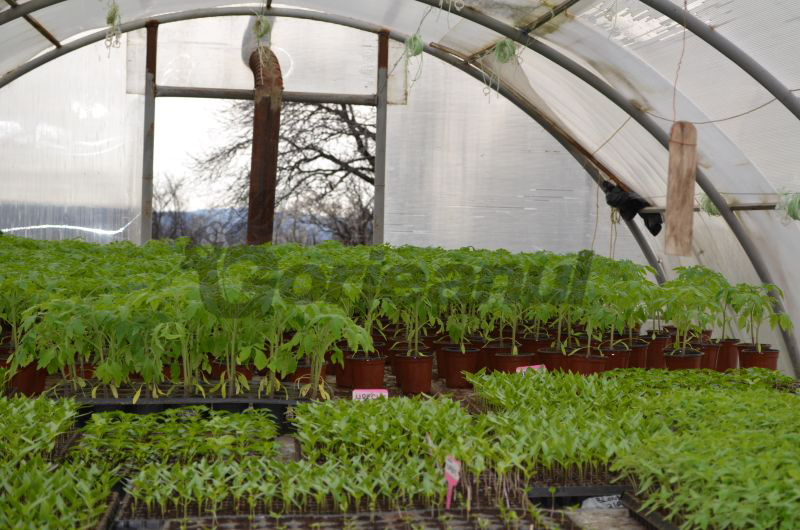 Agricultura pe înțelesul tuturor / Graficul lucrărilor agricole în luna iunie