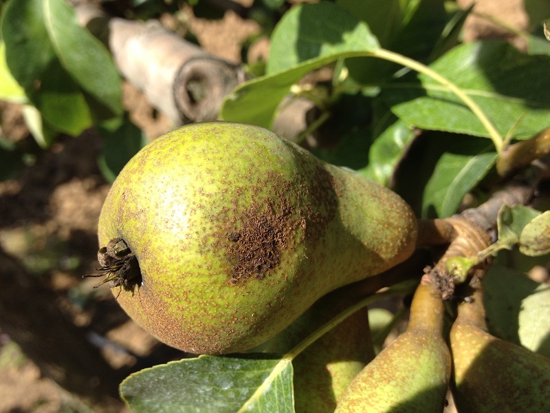 Agricultura – pe înțelesul tuturor – Bolile părului şi gutuiului