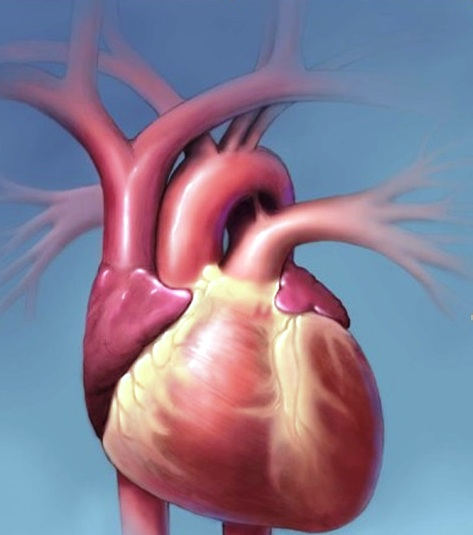 “Țipătul” Salvării – o speranță de viață!