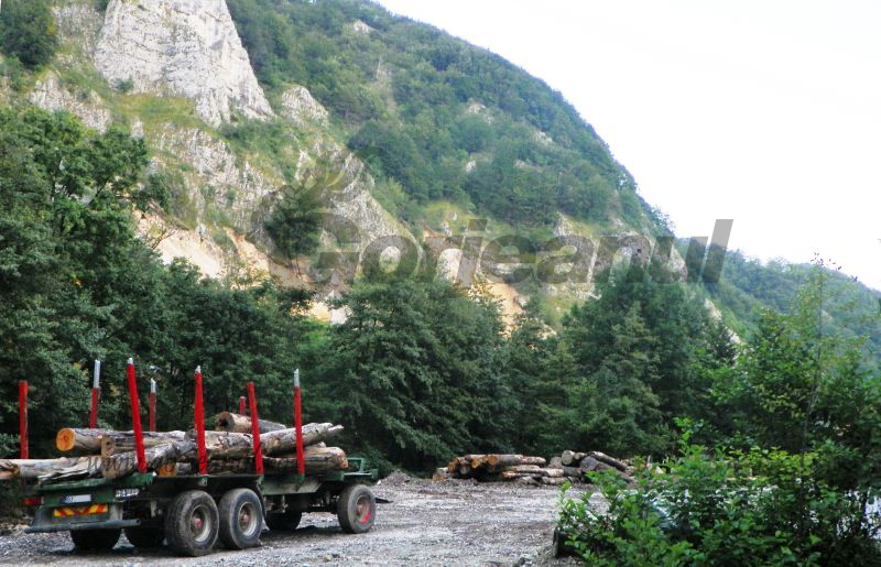 Muncă la negru la o exploatare forestieră din Padeş