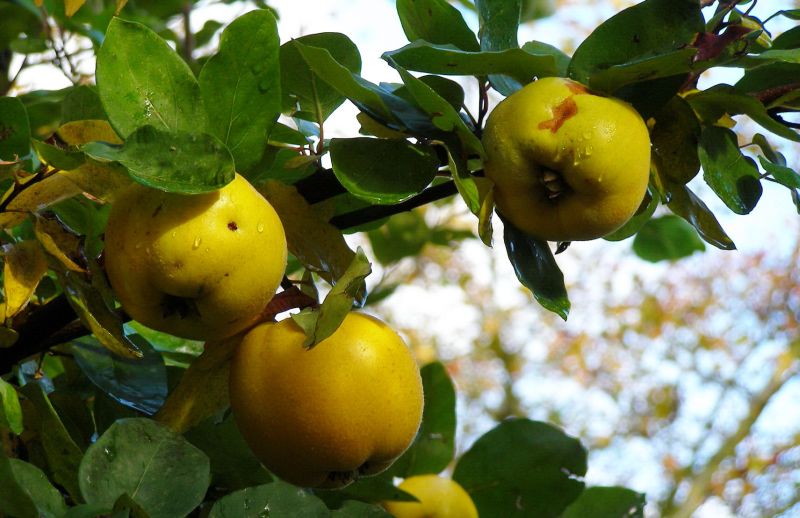 Agricultura pe înțelesul tuturor – Dăunătorii părului şi gutuiului