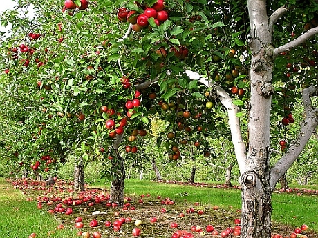 Agricultura pe înțelesul tuturor / Dăunătorii mărului -2-