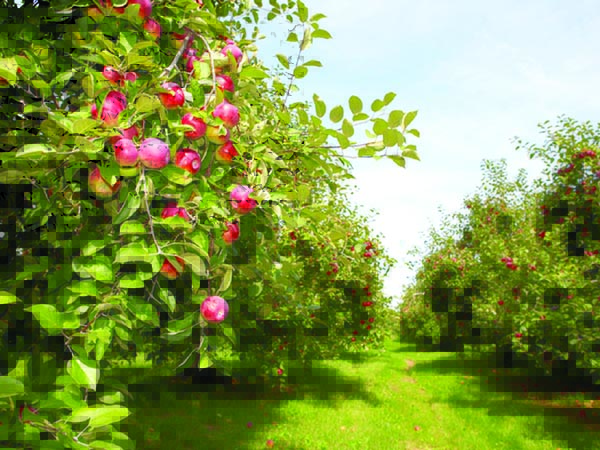 Agricultura pe înțelesul tuturor / Dăunătorii mărului – 1 –