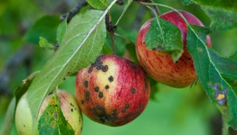 Agricultura pe înțelesul tuturor – Bolile mărului
