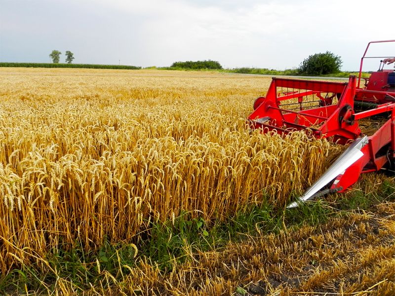 Agricultura pe înțelesul tuturor – Graficul lucrărilor agricole în luna august