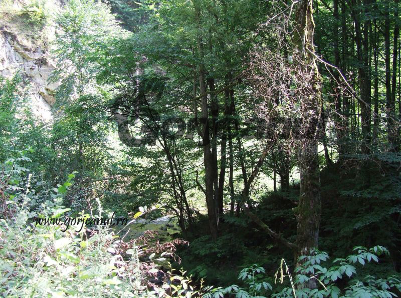 Pădurea de castani comestibili de la Topeşti