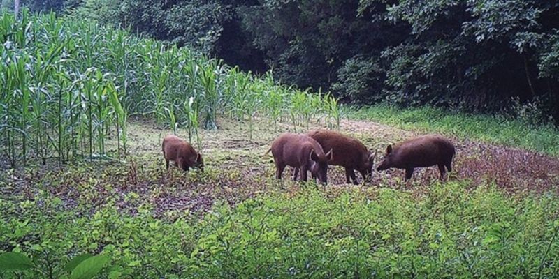 MistretiDistrugeri01