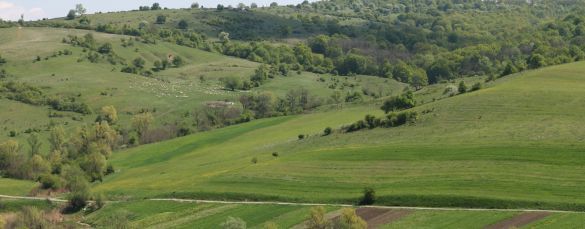 Agricultura pe înțelesul tuturor – Înfiinţarea noilor lucerniere, trifoişti şi pajişti cultivate