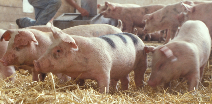 DSVSA Gorj atenţionează crescătorii de porcine cu privire la pesta porcină africană