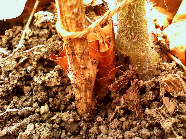 Agricultura pe înțelesul tuturor – O problemă serioasă – viermii sârmă