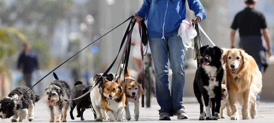 Cel mai nou ”job” la Târgu-Jiu: Plimbător de câini