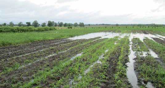 Agricultura pe înțelesul tuturor – Excesul de umiditate toamna și protejarea culturilor