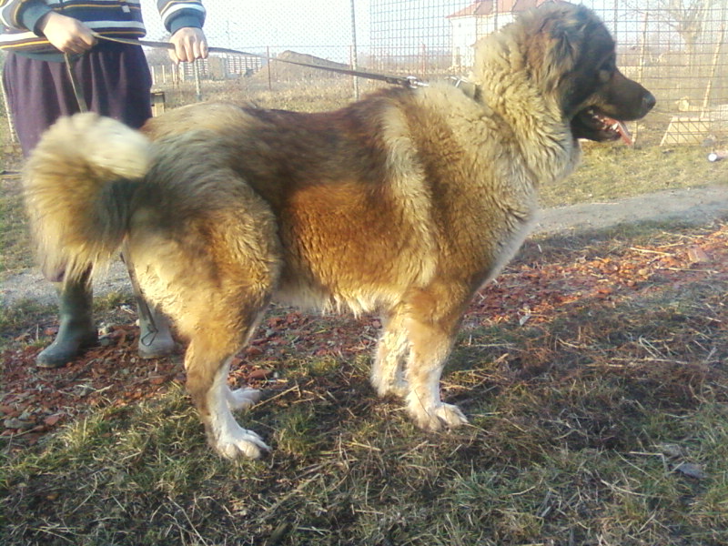 Ciobanul ai cărui câini au sfâșiat femeia din Crasna, reținut în arestul IPJ