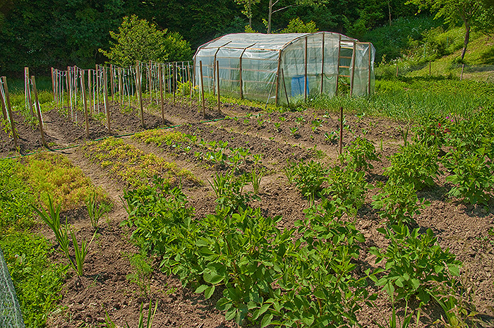 Agricultura pe înţelesul tuturor – Producerea răsadurilor și a legumelor în micile ferme comerciale și în grădinile familiale