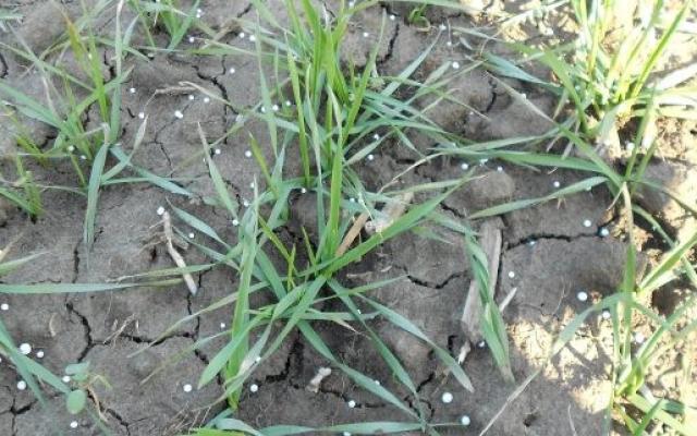 Agricultura pe înțelesul tuturor -Fertilizarea fazială a cerealelor păioase