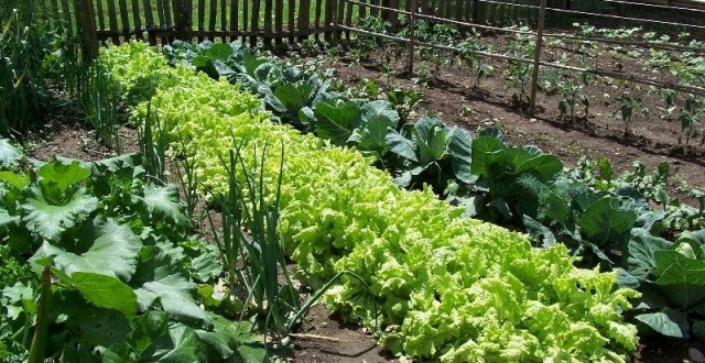 Agricultura pe înţelesul tuturor – Recolte multiple de legume; asocierea culturilor