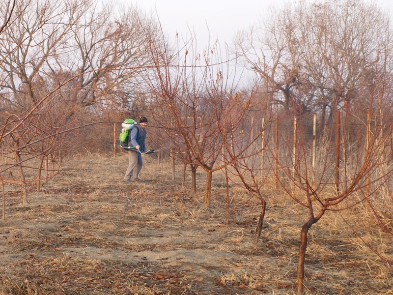 Agricultura pe înțelesul tuturor – Lucrări agricole în repausul vegetativ – Tratamentele de iarnă la pomi și vie