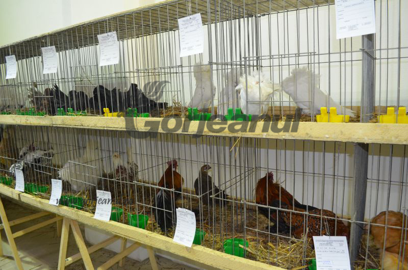 O nouă expoziţie de păsări şi animale mici, la Târgu-Jiu