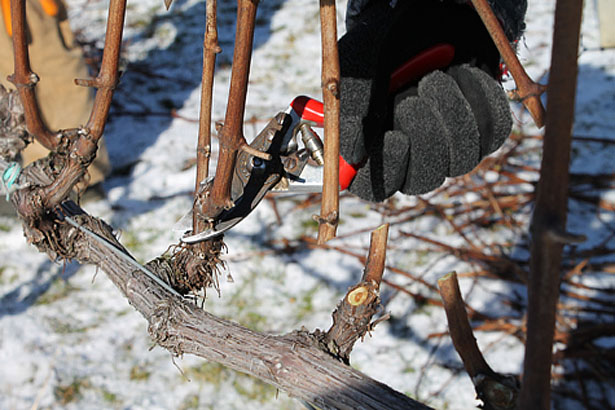Agricultura pe înțelesul tuturor – Lucrări agricole în repausul vegetativ (III)