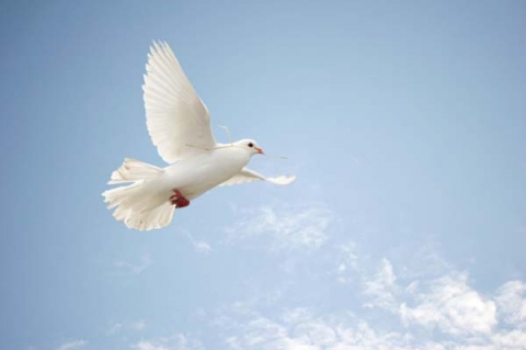 spirituality_dallas_texas_dove-113f4908