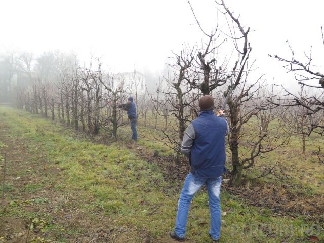 Agricultura pe înțelesul tuturor – Lucrări agricole în repausul vegetativ (II)