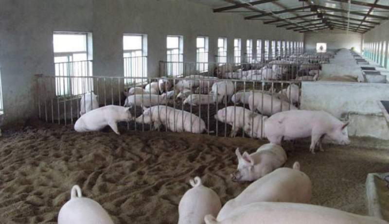 Noi cazuri de pestă porcină africană, confirmată